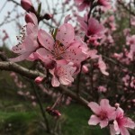 桜とみせかけて桃。